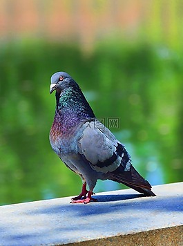鳥,性質(zhì),鴿子