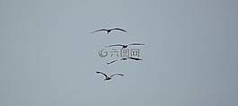 性質(zhì),鳥,鵜鶘