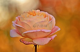 玫瑰,開花,花