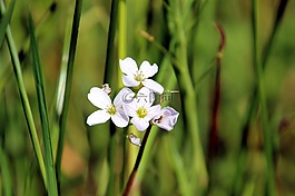 花卉,白,性質