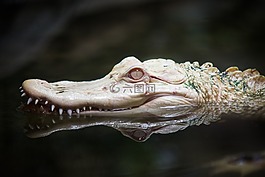 白化,鱷魚,動(dòng)物園