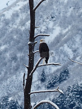 禿頭鷹,鳥,雪