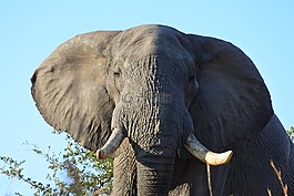 象,非洲,野生動物園