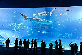 水族館,魚,水下