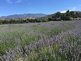 薰衣草田,加利福尼亞州,山