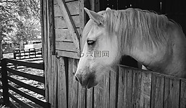 馬,谷倉,動(dòng)物