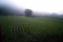 美,雨,绿色