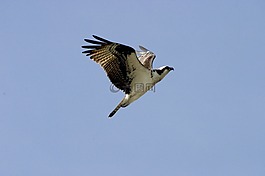 鳥,魚鷹,飛行