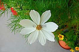 cosmea,花,植物
