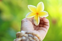 夏威夷,姜黃色百合花,熱帶