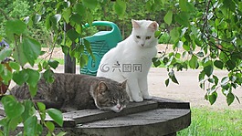 猫,动物,毛茸茸