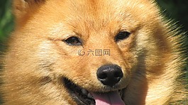狗,寵物,動(dòng)物