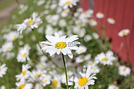花,夏天,芬兰