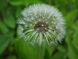 蒲公英,花