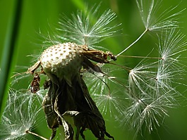 种子,蒲公英,蒲公英的种子