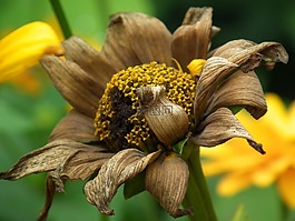 花,褪色,瞬態(tài)