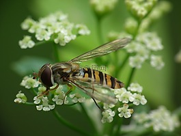 hoverfly,蒔蘿花,開花