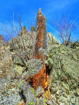 樹墩,山,橙色