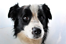澳大利亞牧羊犬,肖像,關(guān)閉了
