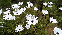 花,植物區(qū)系,自然