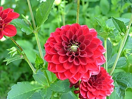 紅花,紅色大麗花,開花
