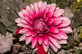 粉紅色的花,大麗花,雙色