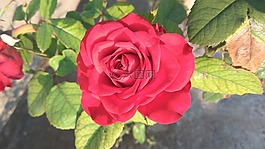 花,自然,玫瑰