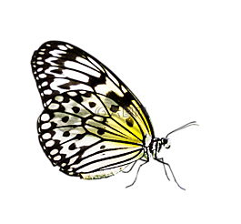 蝴蝶,昆蟲,翼