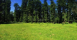 草甸,樹,綠色