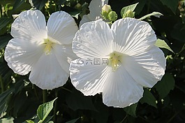 植物區(qū)系,植物,鮮花
