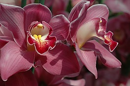 蘭花,花,盛開