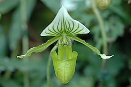 蘭花,花,綠色