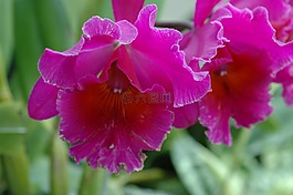 蘭花,花,植物