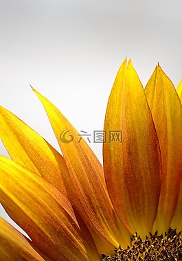 性質(zhì),花,植物