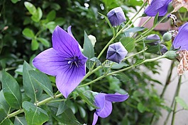 花,紫,春天