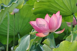 花,荷花,蓮花