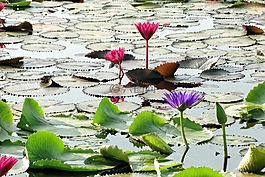 花,荷花,蓮花