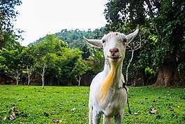 山羊,樹,動物