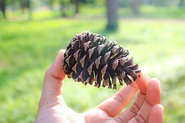 松,樹,自然
