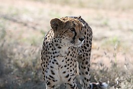獵豹,納米比亞,野生動物園