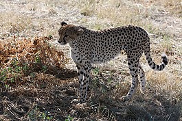 獵豹,納米比亞,野生