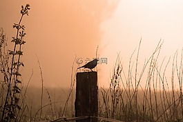 黑鳥,上午,日出