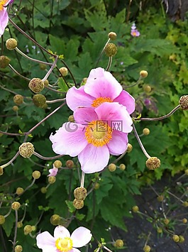 ?？?性質(zhì),鮮花
