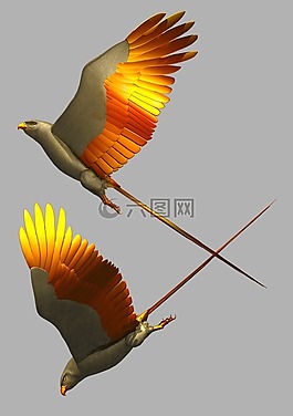 鳥,飛行,翅膀