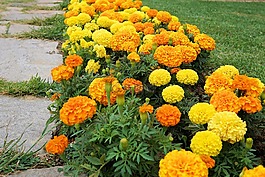 鲜花,厂,黄色花