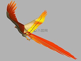 鸚鵡,鳥,飛行