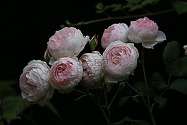 玫瑰,灌木,花瓣