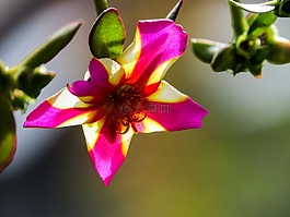 矮牽牛,陽臺(tái),花