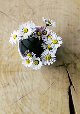 雛菊,花瓶,關閉