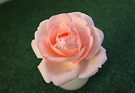 玫瑰,粉紅色,開花